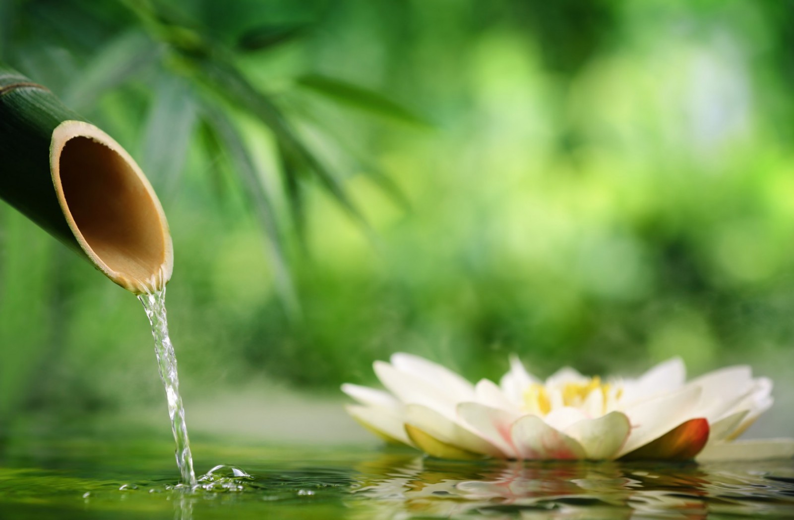 Loredana Calzavara Naturopata massaggiatrice riflessologa · Foto 2